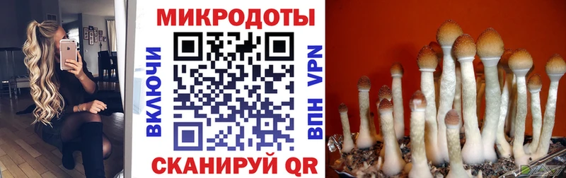 Галлюциногенные грибы Psilocybine cubensis  Димитровград 